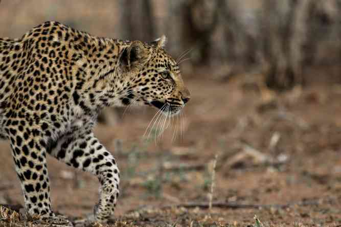Leopard in South African National Park