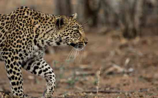 The 19 National Parks in South Africa: SANParks where & why visit them