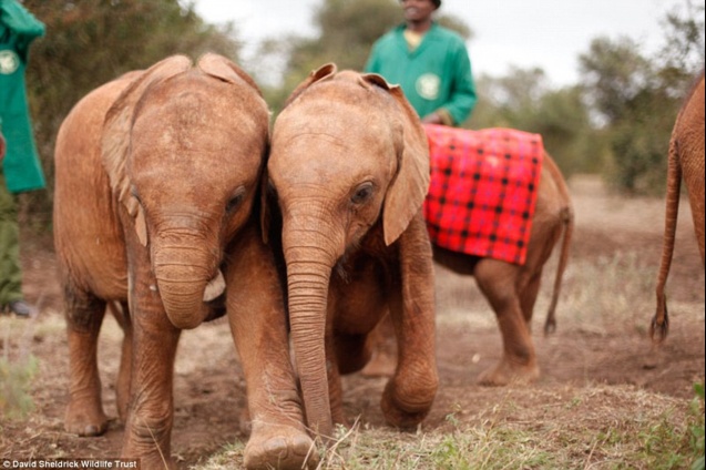 Sheldrick Wildlife Trust