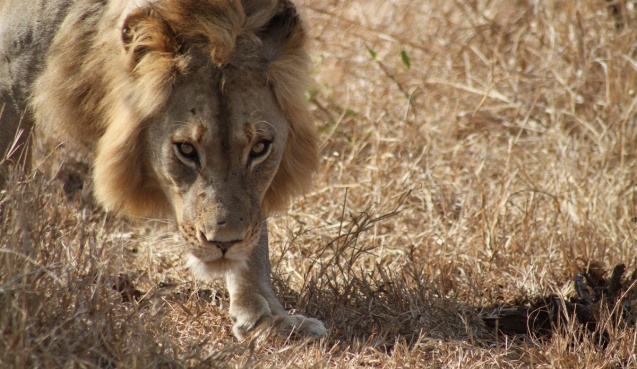 Kruger National Park, South Africa