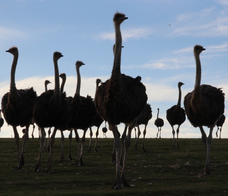 What is the difference between national parks, game reserves and