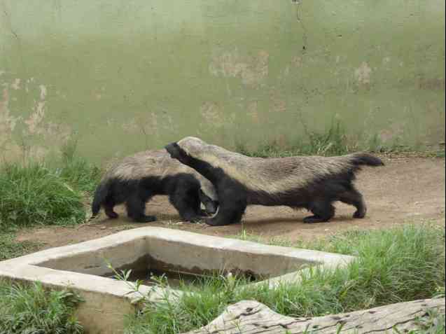 Moholoholo rehab center, honey badgers