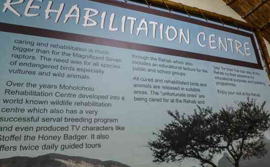 Why visit Moholoholo Wildlife Rehabilitation Centre on your safari in South Africa?