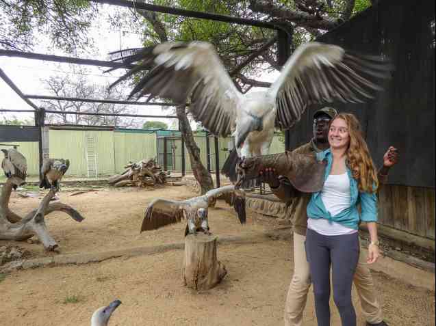 Feeding white-backed vulture at Moholoholo