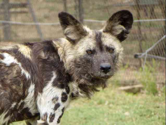 African wild dog at Moholoholo in South Africa
