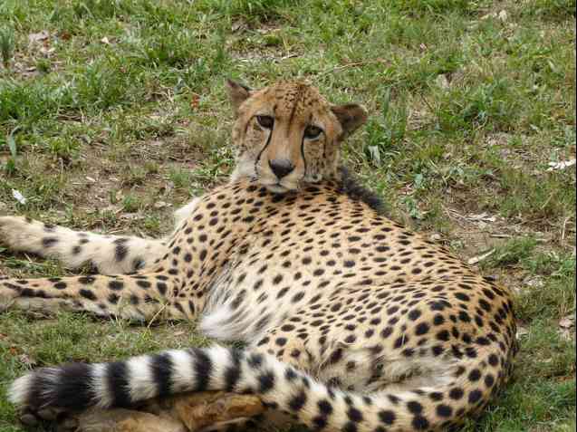 Moholoholo Cheetah, South Africa