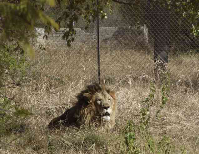 Moholoholo Wildlife Centre, South Africa