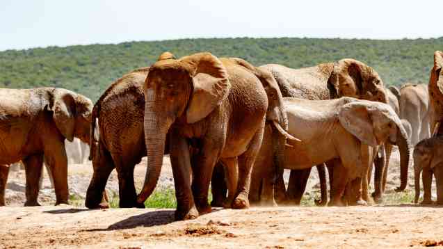 Addo elephants, South Africa