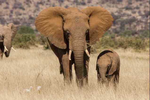 Samburu elephants, Kenya