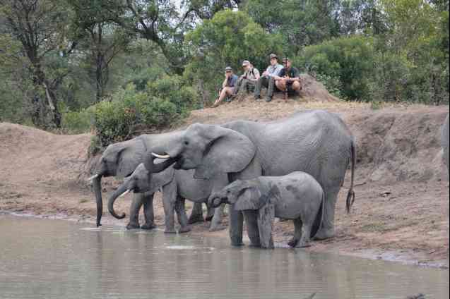 Kruger walking safari