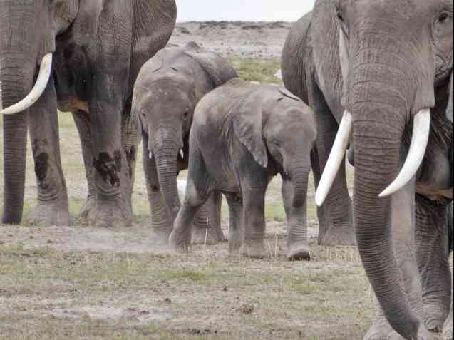 Amboseli elephants, Kenya