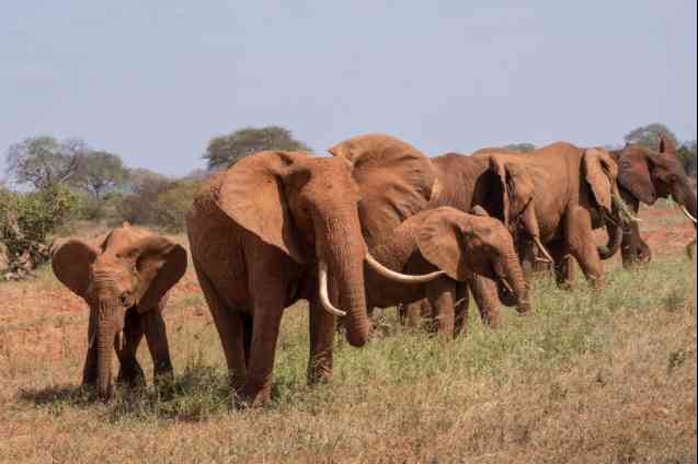Tsavo elephants, Kenya