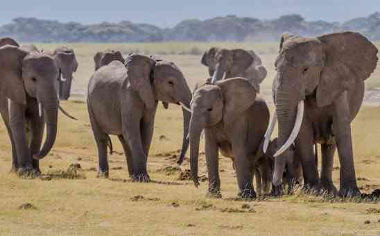 11 Best Places to See Elephants in Africa (in the wild)