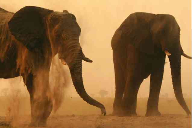 Dusty Chobe elephants