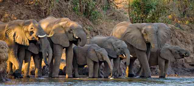 Lower Zambezi elephants