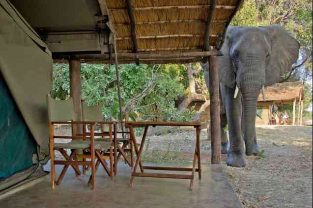 South Luangwa elephant at camp