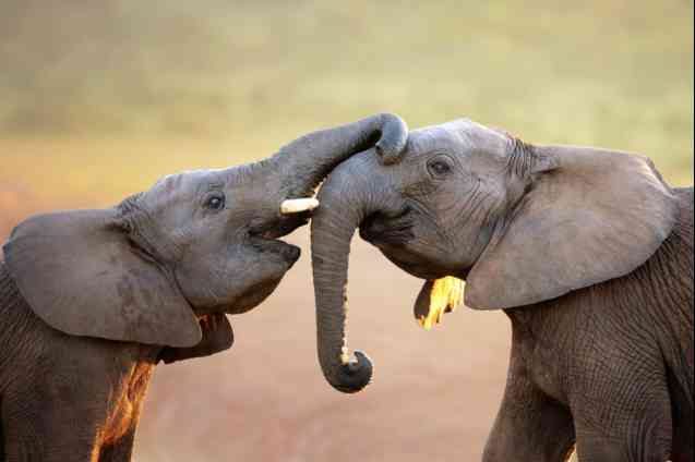 Masai Mara elephants, Kenya