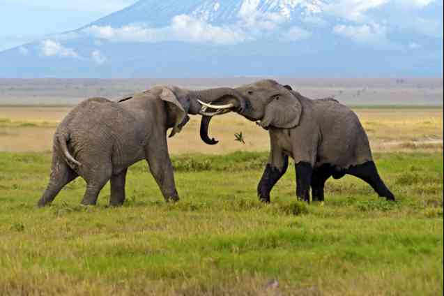 Amboseli elephants with Kilimanjaro