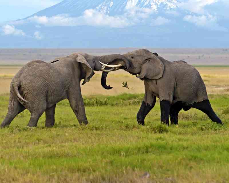 Best Places to See Elephants in Africa Elephant Safaris 2020