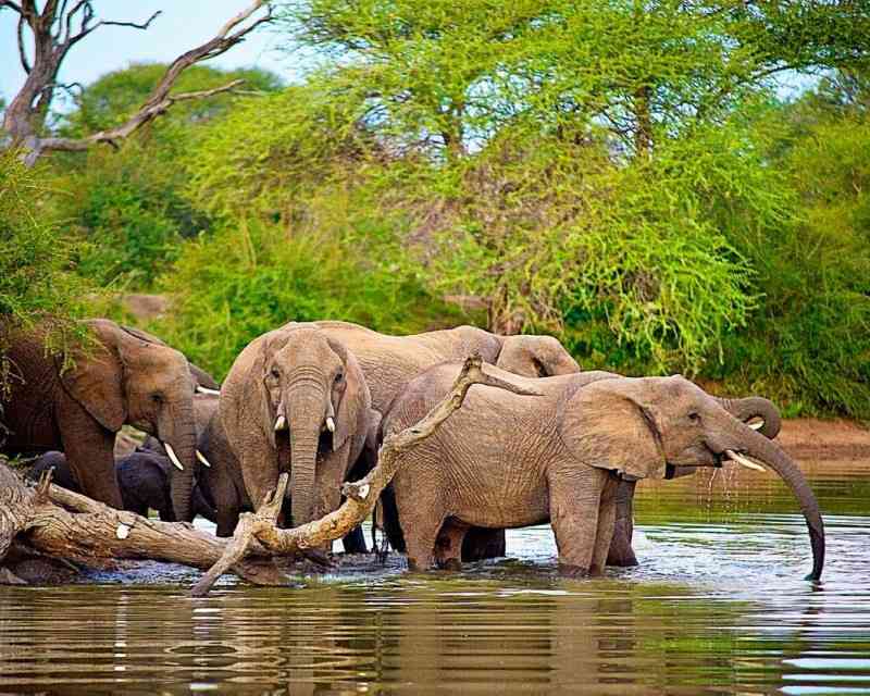 Best Places to See Elephants in Africa Elephant Safaris 2020