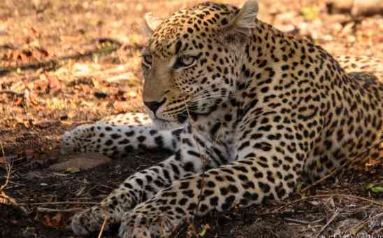 The Complete Medical Guide for African Safaris