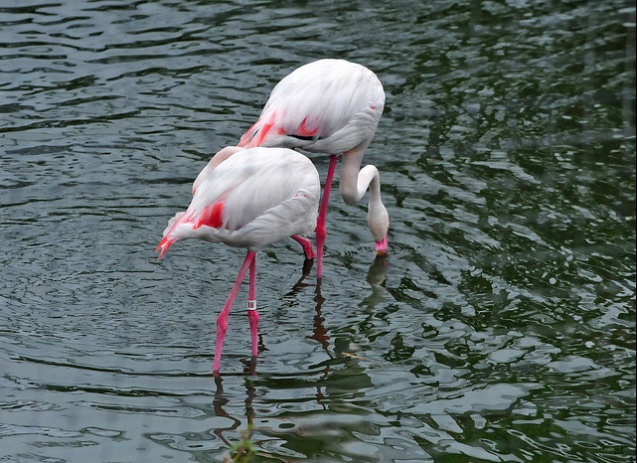 Flamingos wading