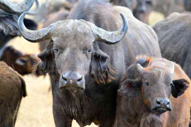 Big 5 animals, buffalo in Ngorongoro