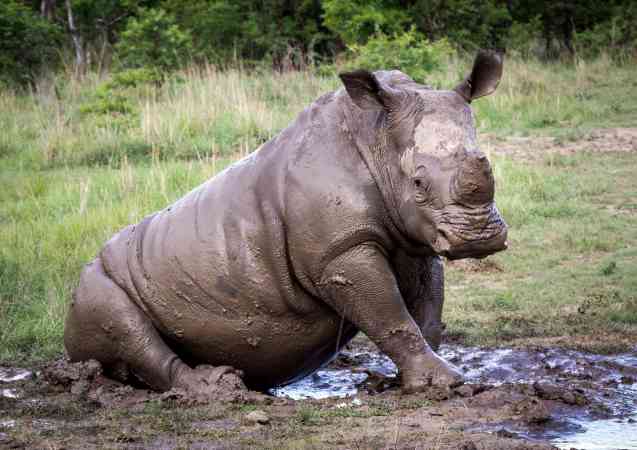 Rhino - Big Five animal