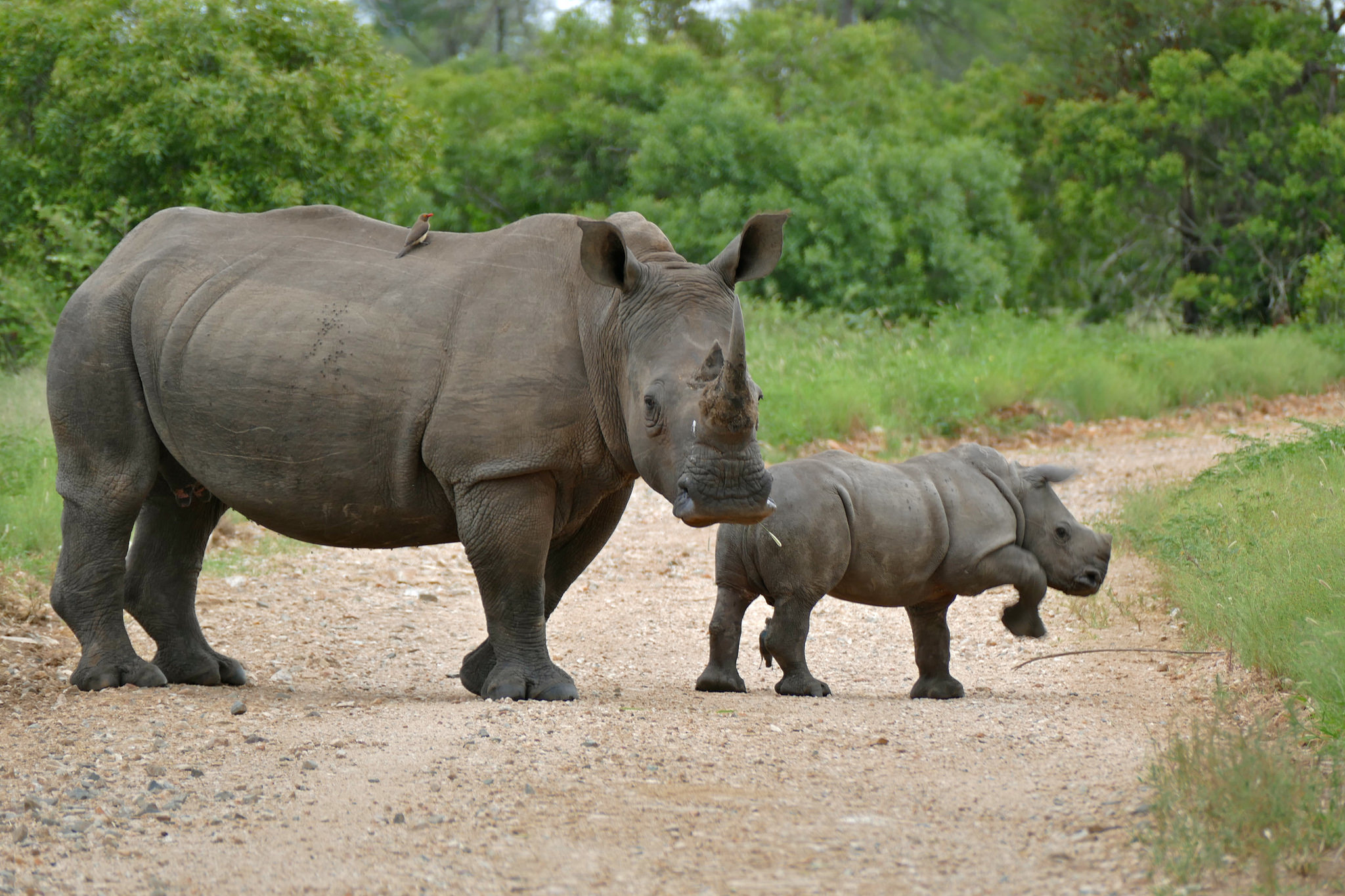 Big 5 Safari Animals What Are Africa s Big 5 Where To Go On Big 