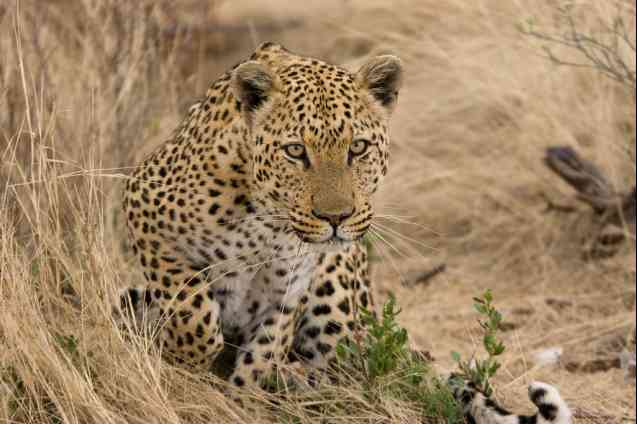 Leopard in Namibia