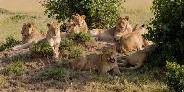Lions in Masai Mara, Big 5 safari