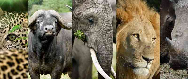 Africa's Big Five Facts - about Big Five animals of Africa - African