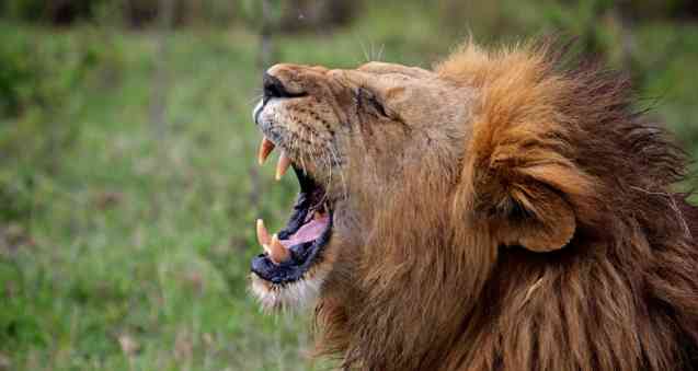 Male lion - Big Five animal
