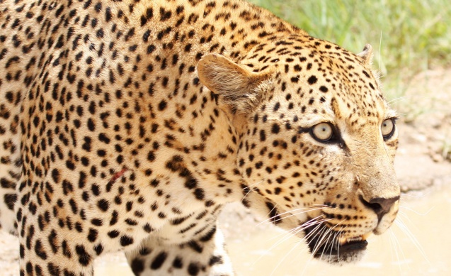 Leopard in Kruger Park, South Africa