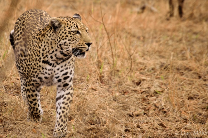 On The Prowl