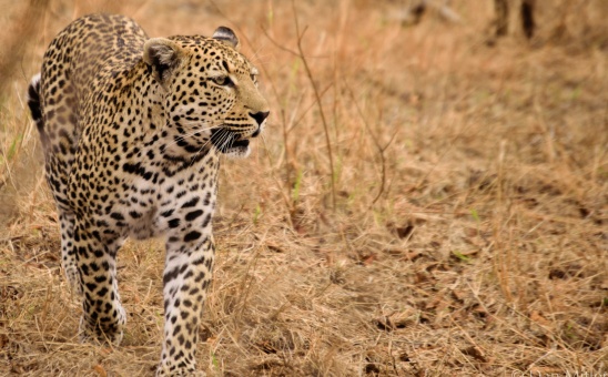 Why is Winter in Africa the Perfect Time for Wildlife Safari?