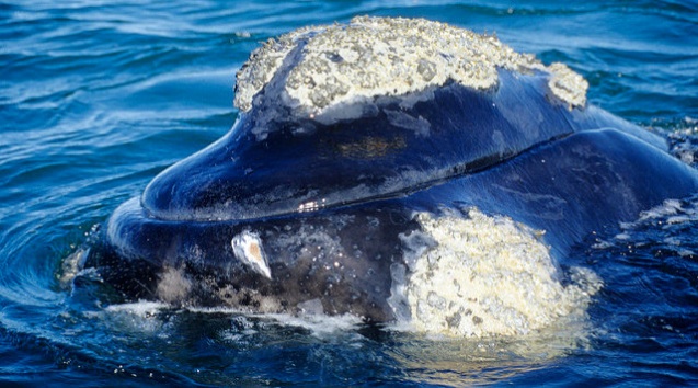 Humpback whale