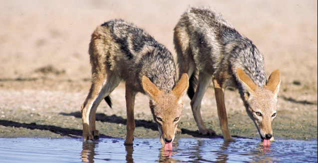 Jackals drinking