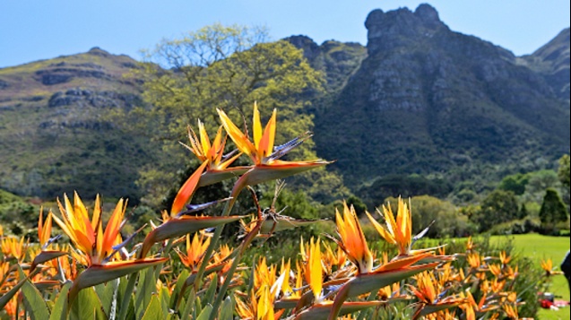 Kirstenbosch Cape Town