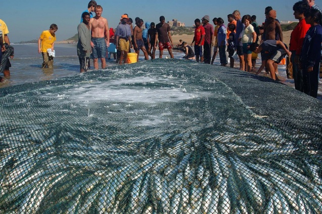Sardine run