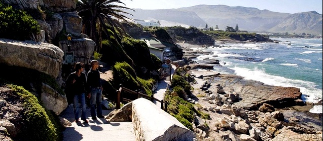 Whale walk