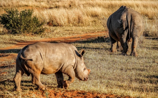 12 Inspiring Eco-Safari Destinations in Africa