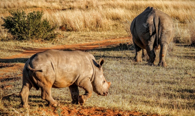 Rhino