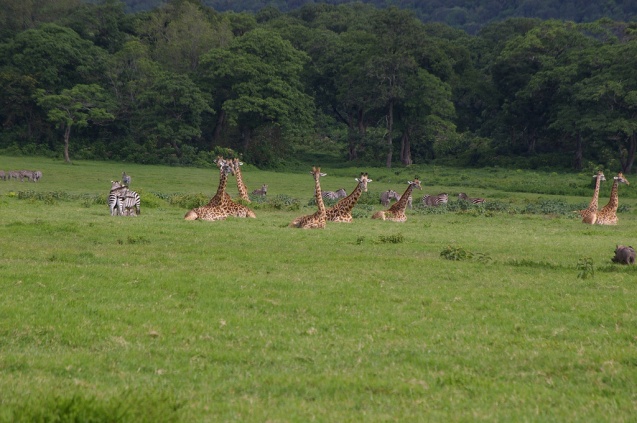 Tired Giraffe in Meru