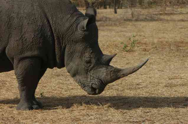 Endangered white rhino