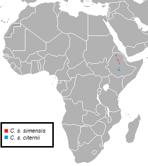 Endangered Animals In Africa Rare Endangered Wildlife How To