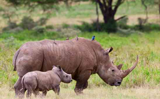 The Most Endangered Animals in Africa - Where to See Them & How to Help