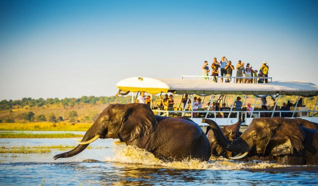 Elephants crossing the Chobe River