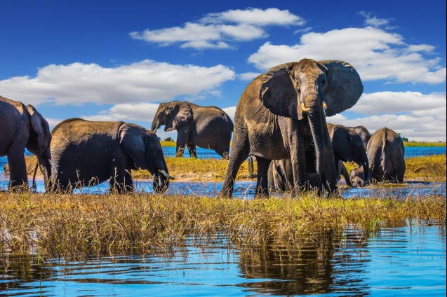 Elephants and calves bathing in the Chobe River, Botswana