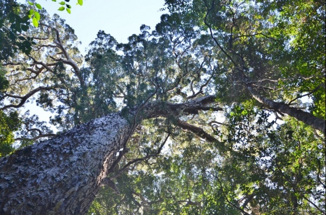  Tsitsikamma Big Tree